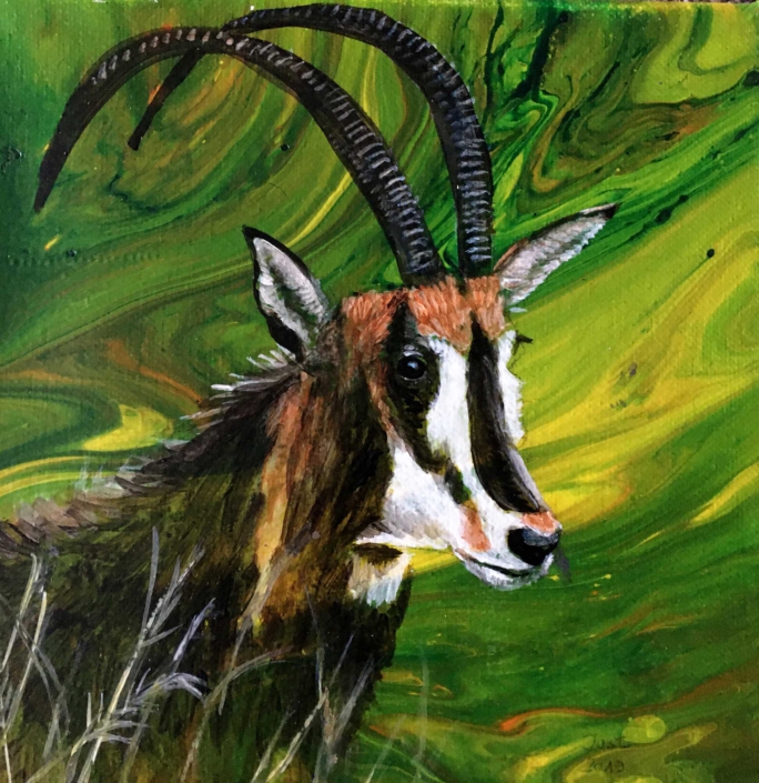 Antilope 2019